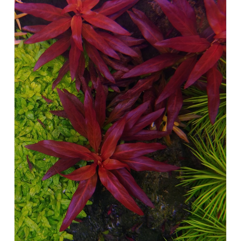 Ludwigia glandulosa