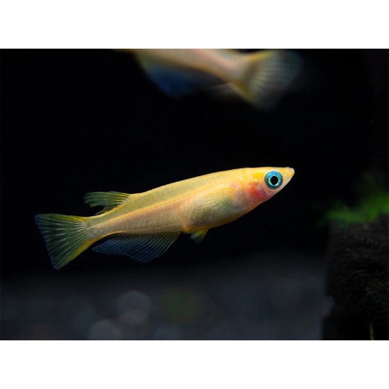 Medaka - Youkihi (Oryzias latipes)