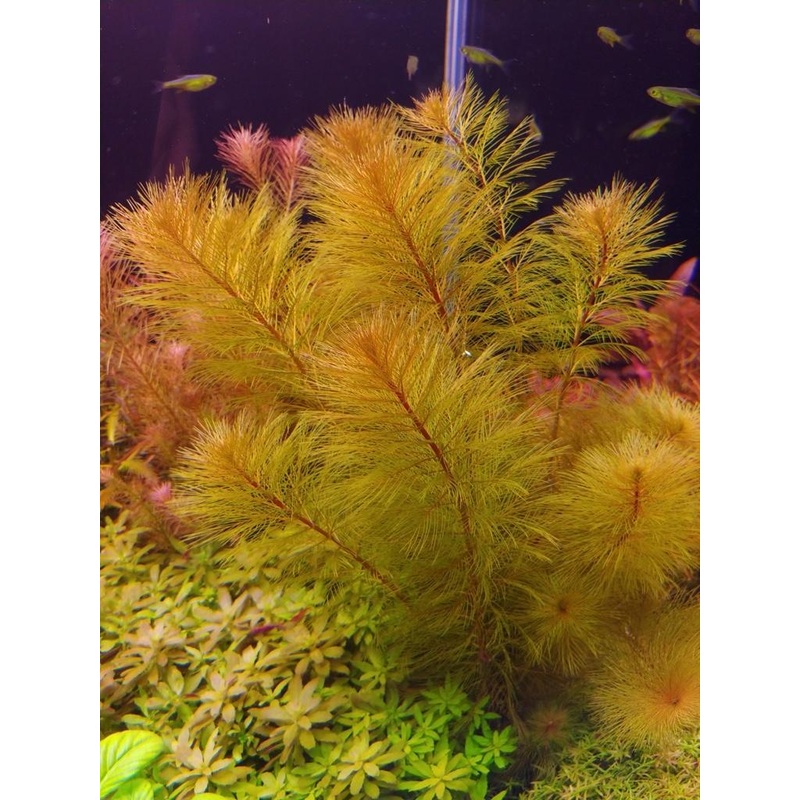 Milfoil - Bronze (Myriophyllum sp. 'Roraimi')