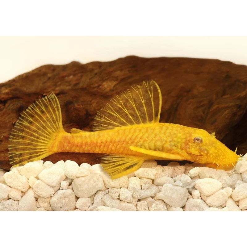 Pleco - Albino Bristlenose (Ancistrus sp.)