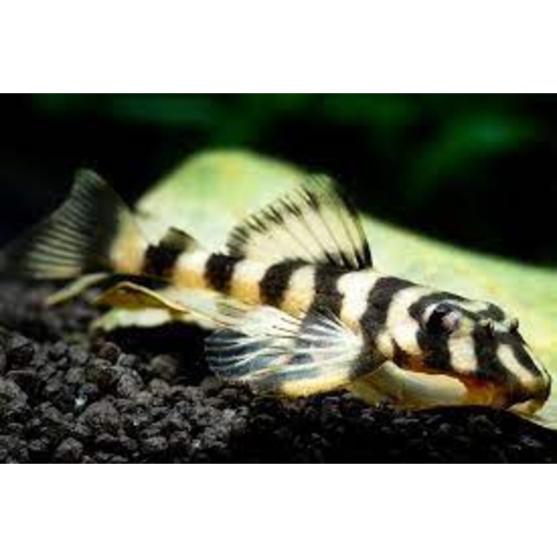 Pleco - Butterfly Clown L168 7cm
