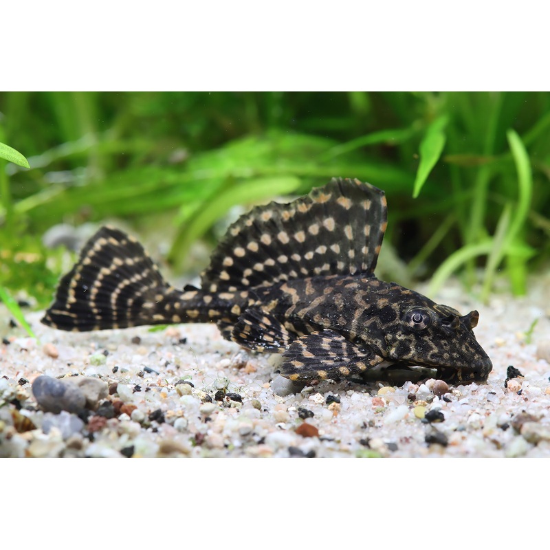 Pleco - Gold Spot (L1) (Pterygoplichthys joselimaianus)