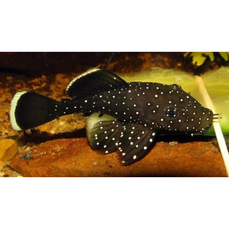 Pleco - Peppermint Bristlenose L183 (Ancistrus dolichopterus)