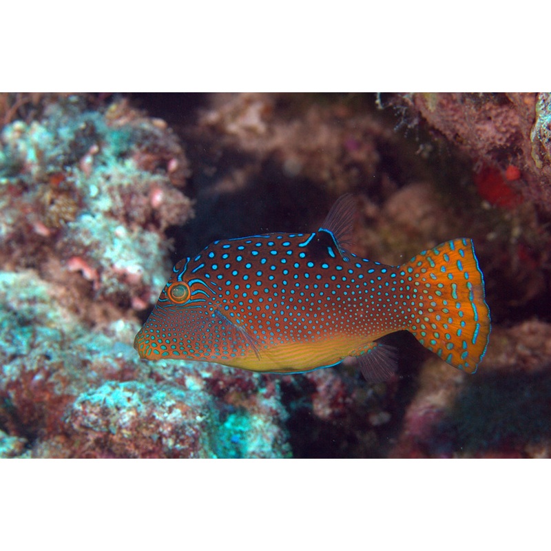 Puffer Fish - False Eye Blue Spot