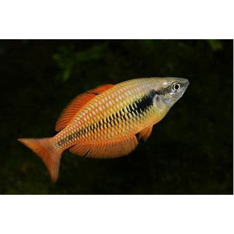 Rainbowfish - Sunset Dwarf (Melanotaenia parva)
