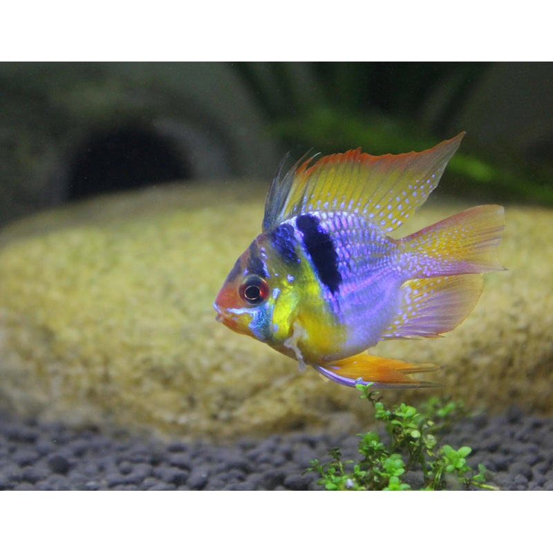 Ram - Blue Balloon (Mikrogeophagus ramirezi)