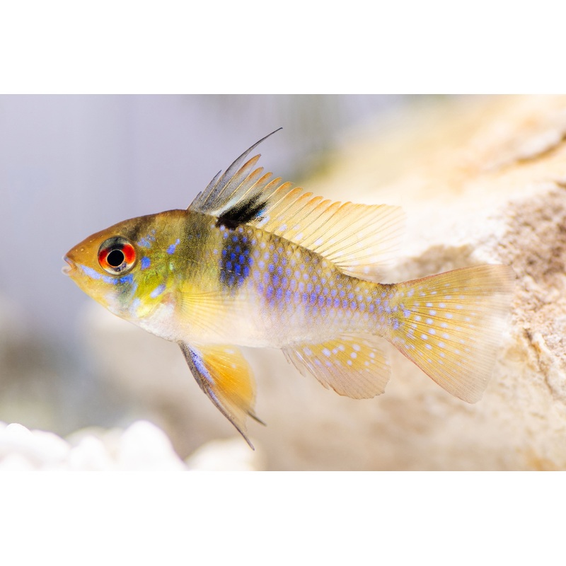 Ram - Blue (Mikrogeophagus ramirezi)