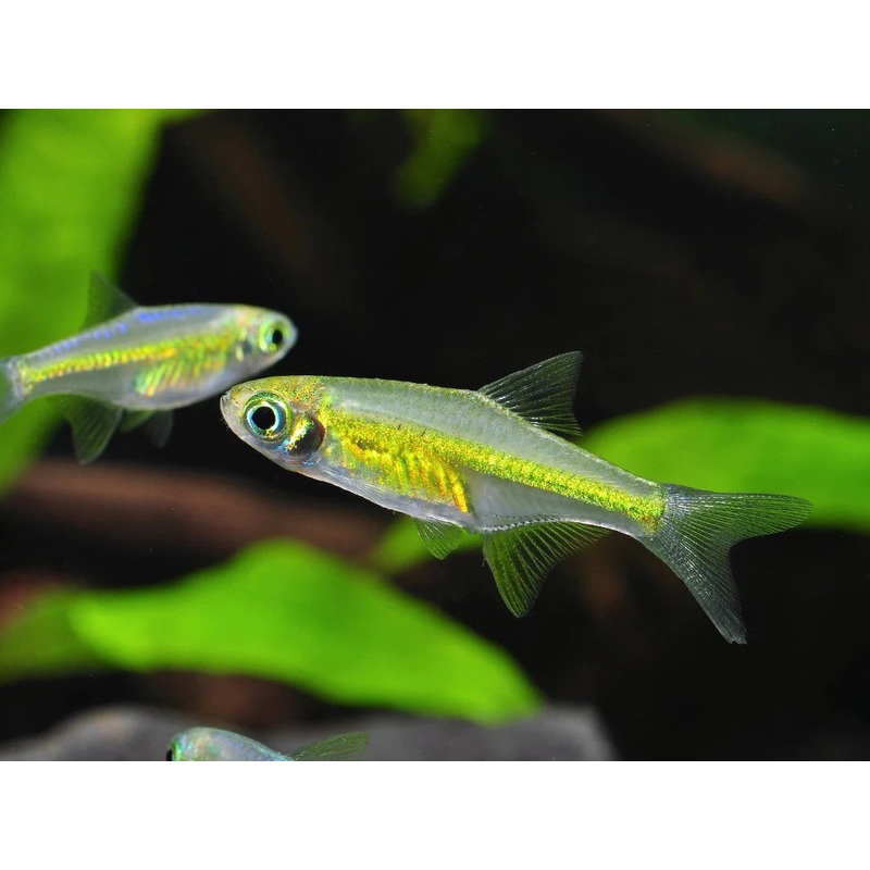 Rasbora Neon Green (Microdevario Kubotai)