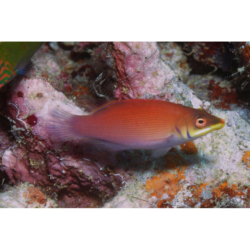 Secretive/Disappearing Wrasse (Pseudocheilinus evanidus)