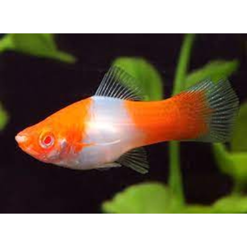 Swordtail Santa Claus