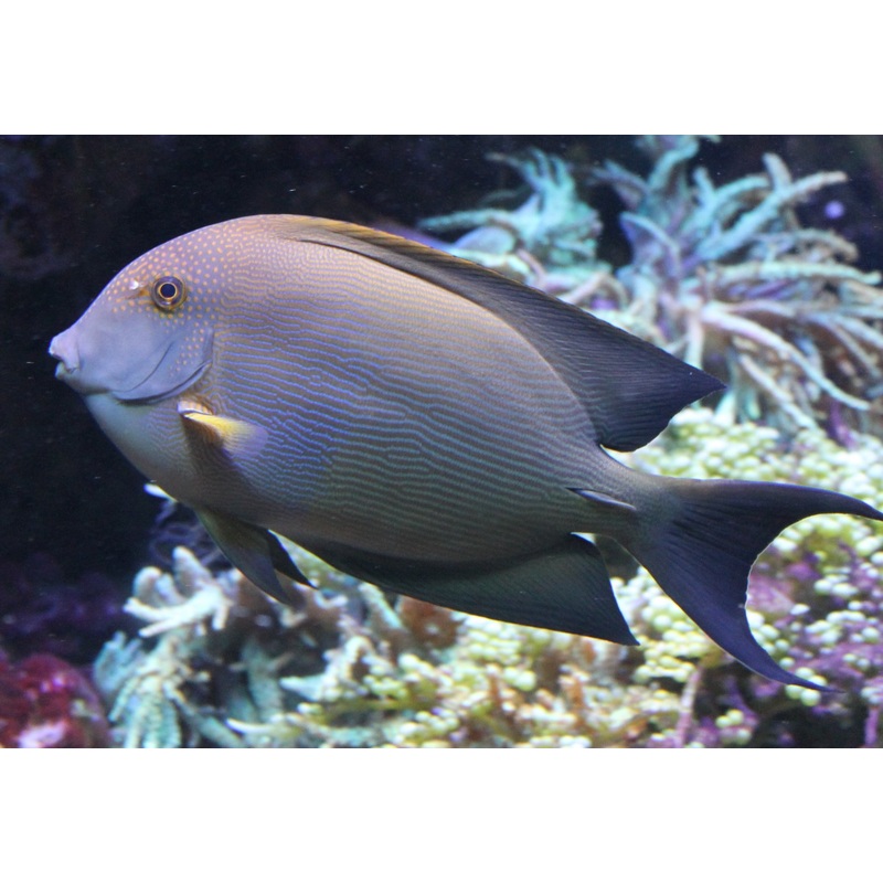 Tang/Bristletooth Striatus (Ctenochaetus striatus) "Rare"