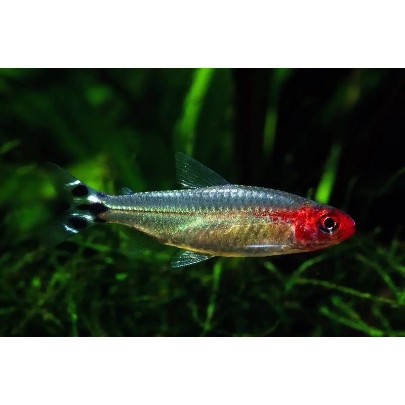 Tetra Brilliant/Diamond Rummynose
