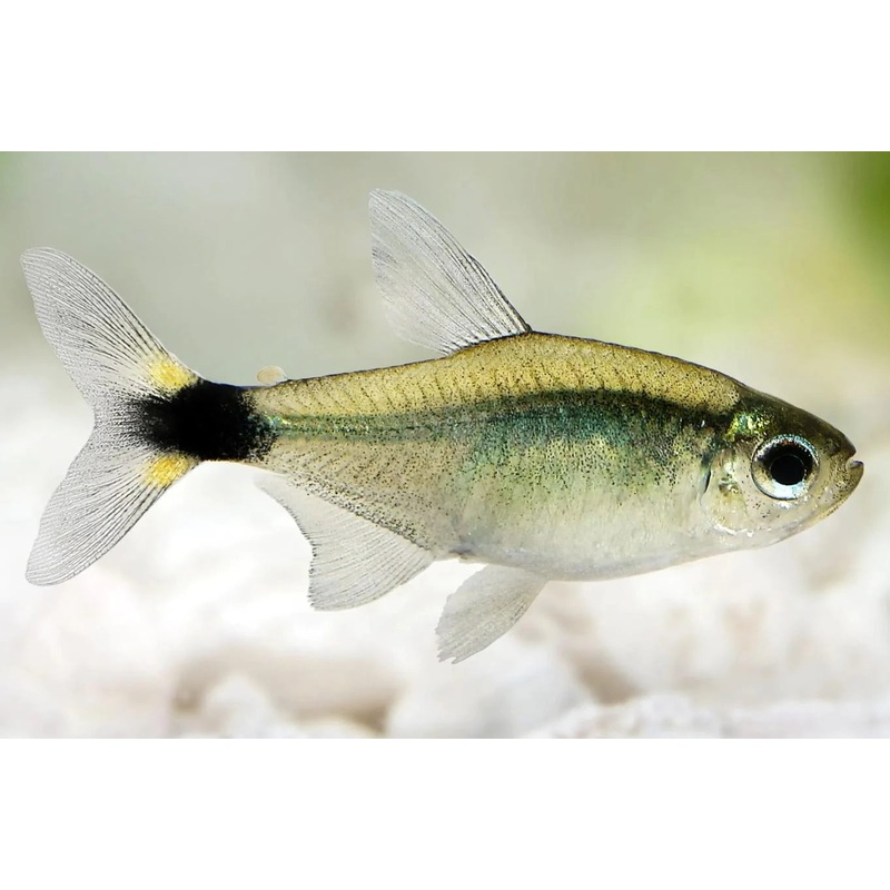 Tetra Hello Kitty
