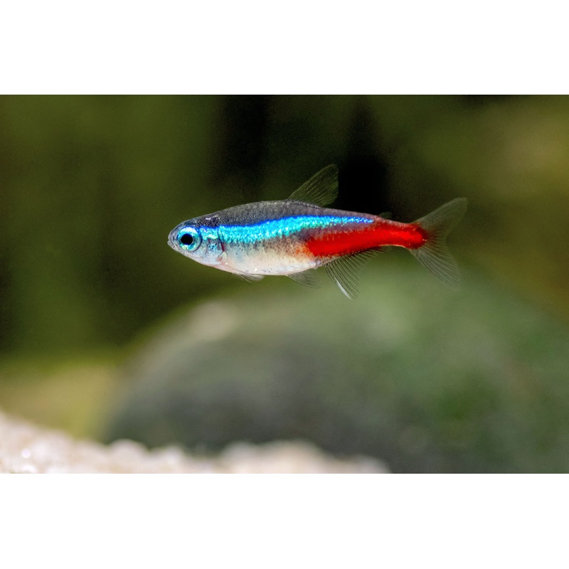 Tetra Neon