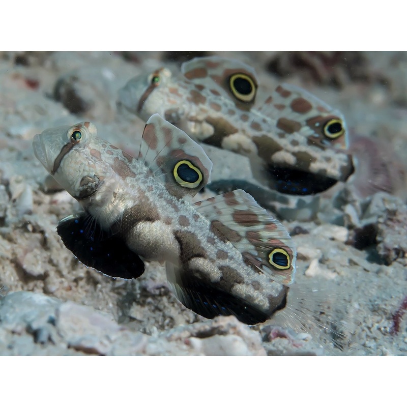 Twin Spot Goby (Signigobius Biocellatus)