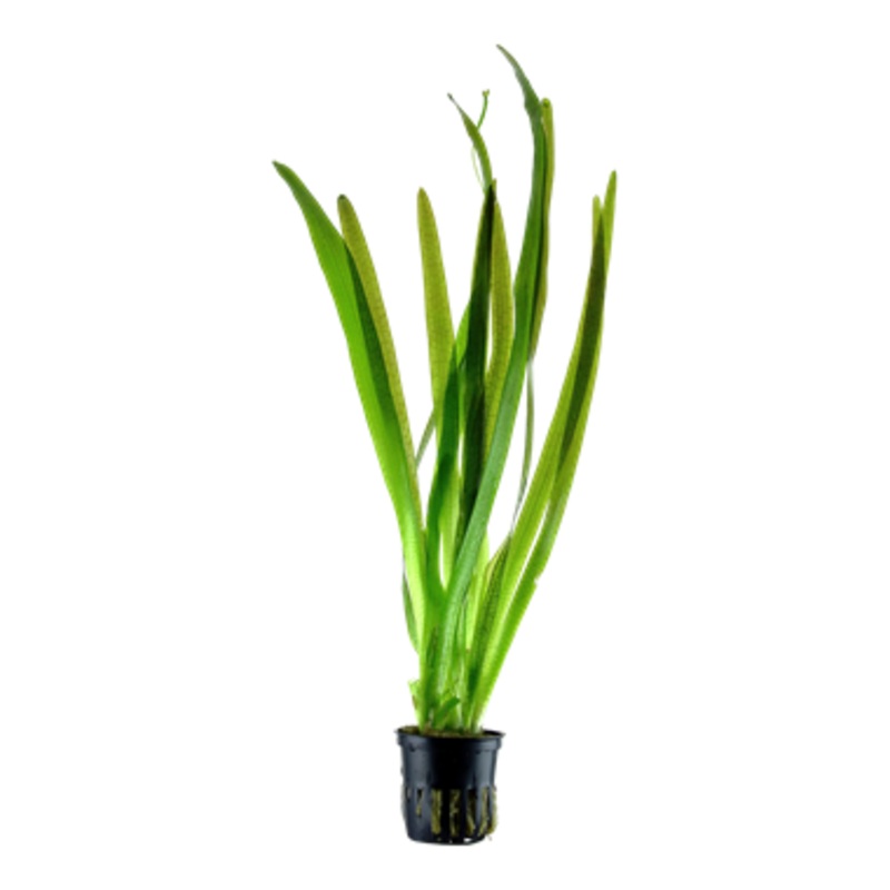 Vallisneria gigantea (Medium Vallis)