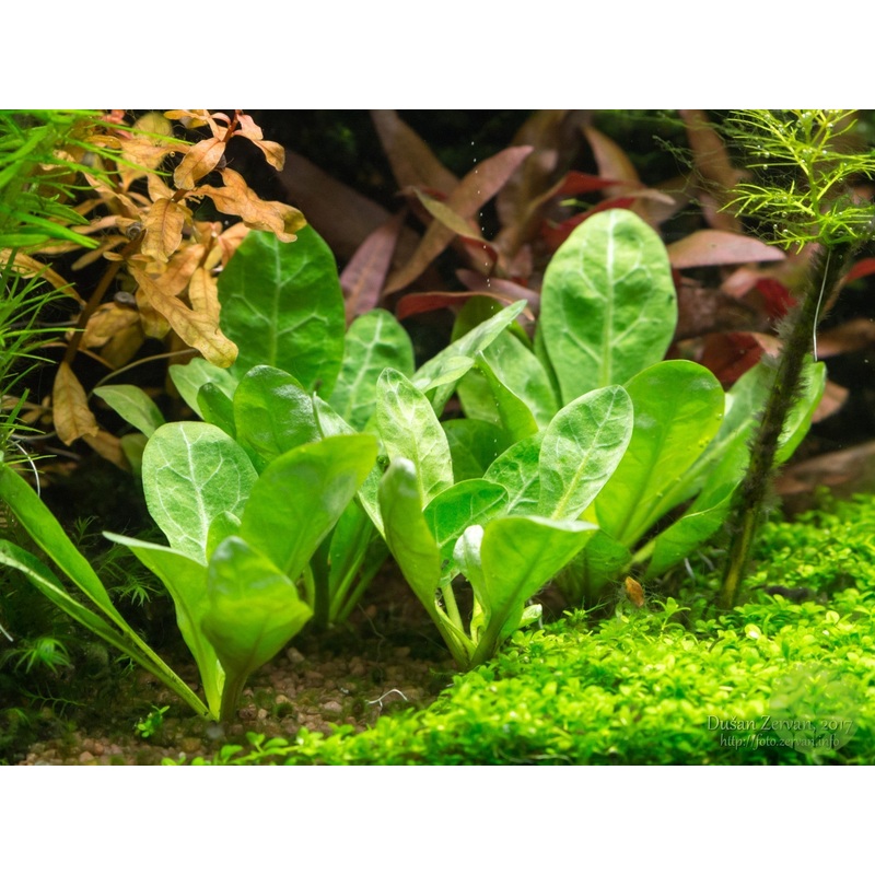Water Rose (Samolus parviflorus)