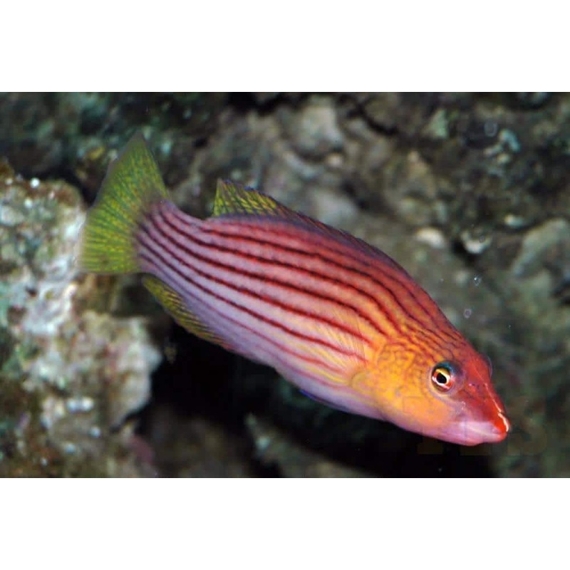 Wrasse - Eight Lined (Pseudocheilinus octotaenia)