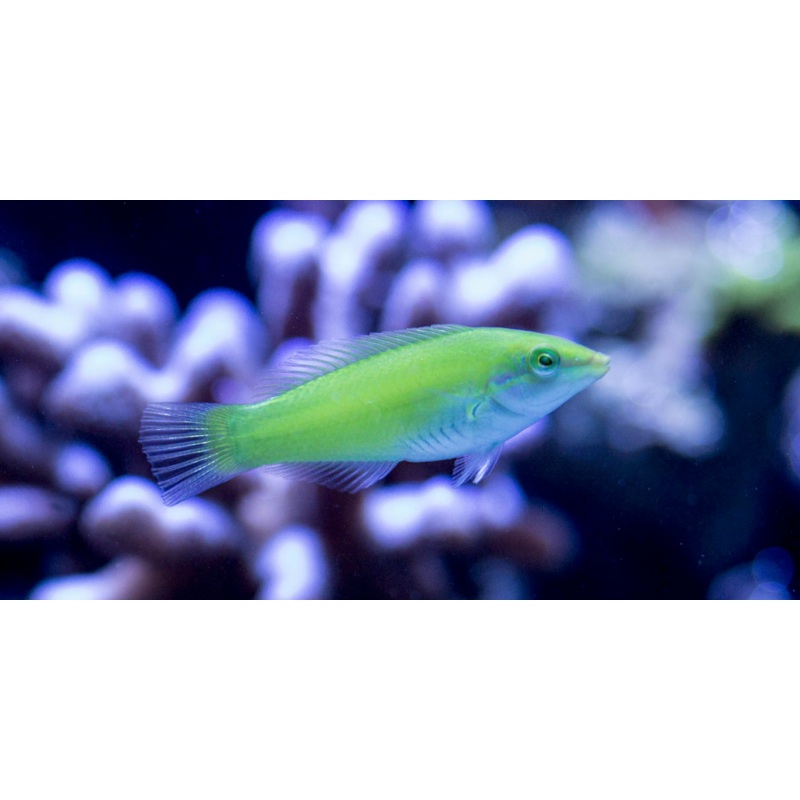 Wrasse - Lime