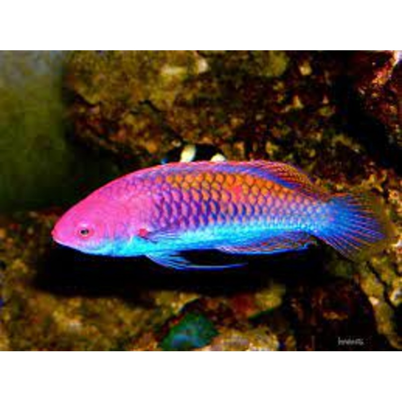 Wrasse - Rainbow Fairy