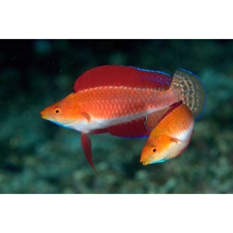 Wrasse - Ruby finned Fairy (Female)