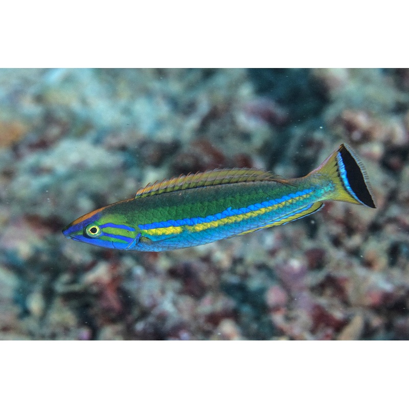 Wrasse - Small Tail / Pencil  (Pseudojuloides splendens) "Rare"