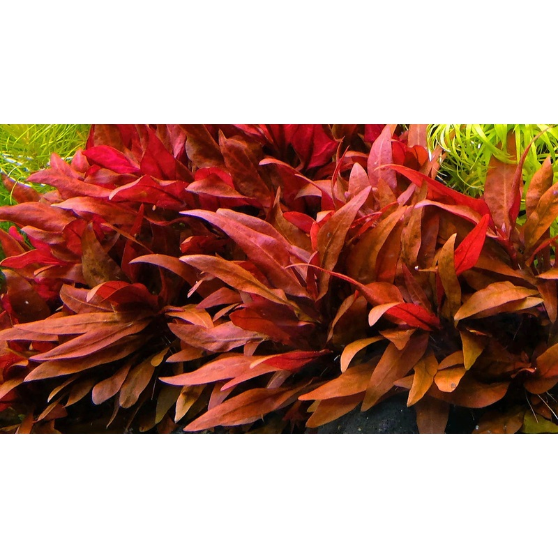 Alternanthera reineckii 'Mini'