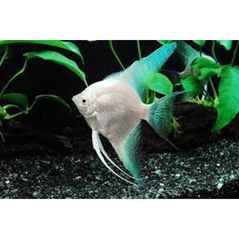 Angelfish Platinum