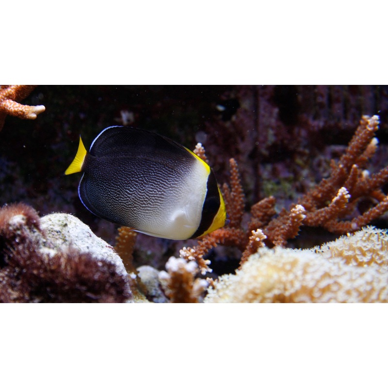 Angelfish Singapore "Rare" (Chaetodontoplus mesoleucus)
