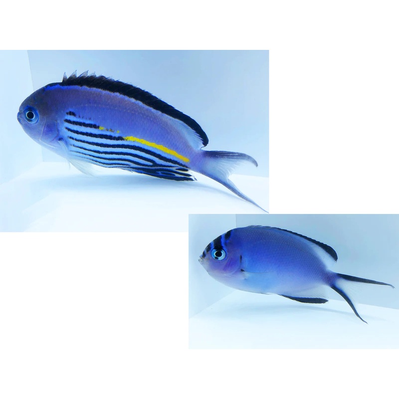 Angelfish Watanabei - *Reef Safe* (Genicanthus sp)- Various