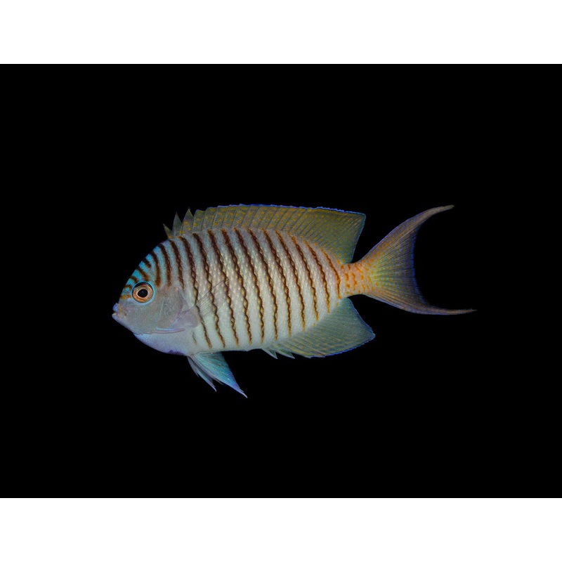 Angelfish Zebra *Reef Safe* (Genicanthus melanospilos) - Male