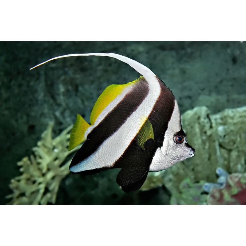 Bannerfish - Schooling *Uncommon"