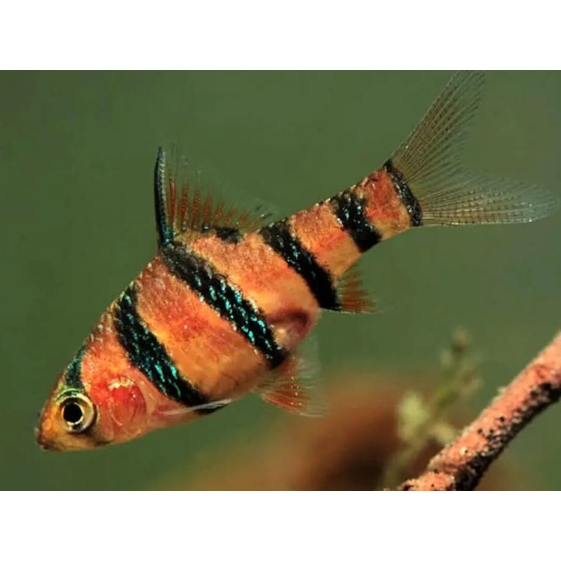 Barb - Pentazona/Five Banded