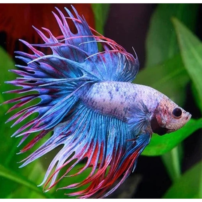 Betta Crowntail Male - Assorted