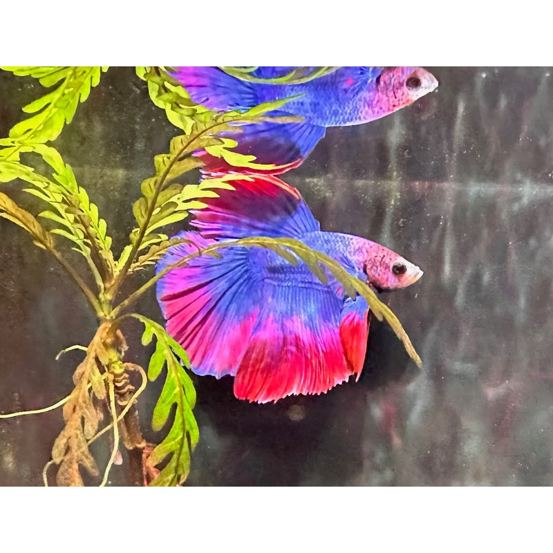Betta Halfmoon Male - Assorted