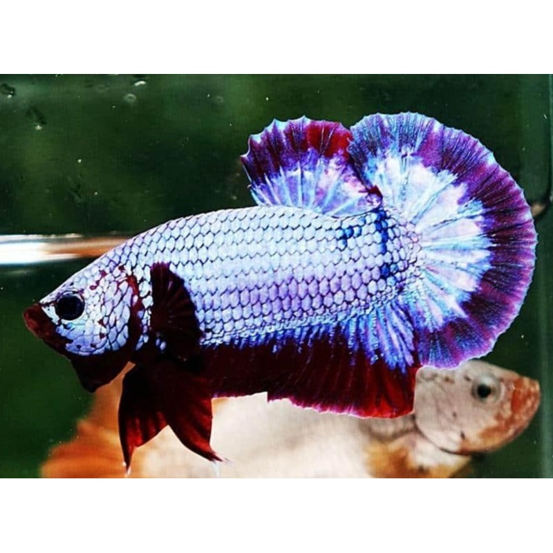 Betta PKHM Dragon Male - Assorted