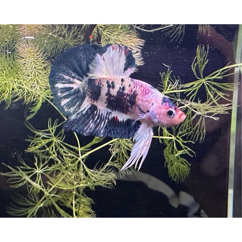 Betta PKHM Koi Male - Assorted
