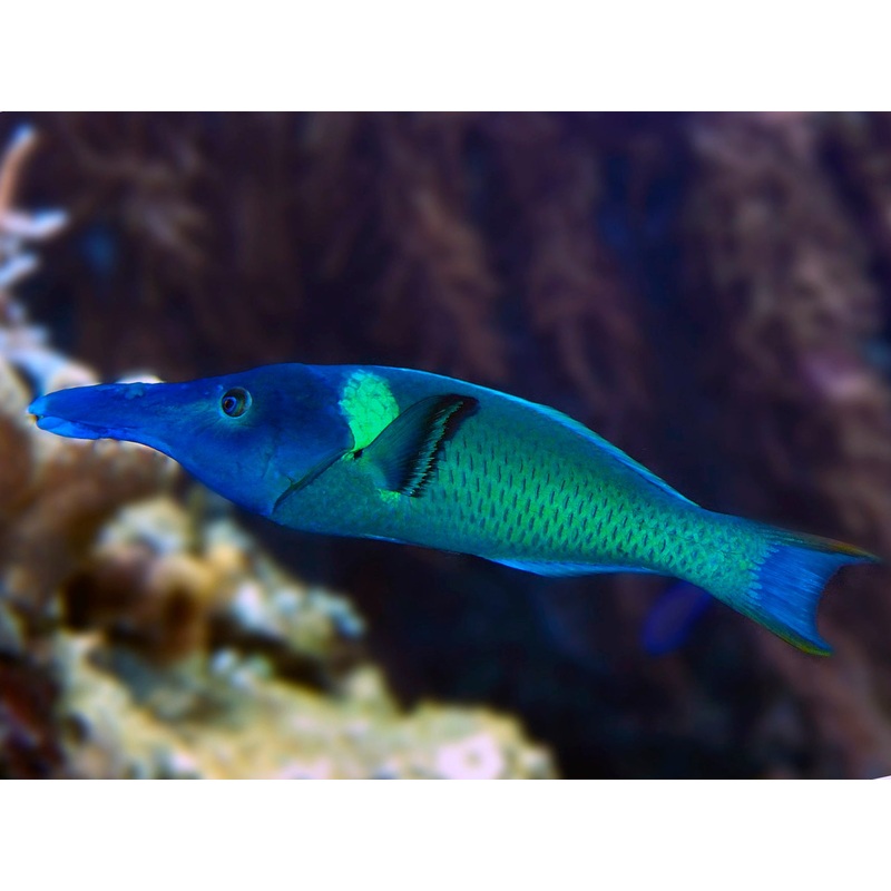 Birdnose Wrasse (Gomphosus Varius)