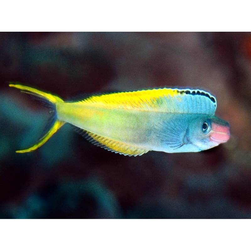 Blenny Bicolor Mimic Fang (Plagiotremus laudandus)