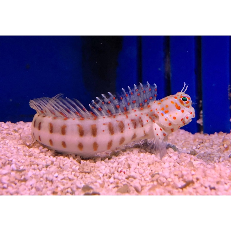 Blenny - Redspotted