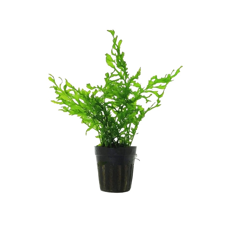 Bolbitis heudelotii (African Water Fern)