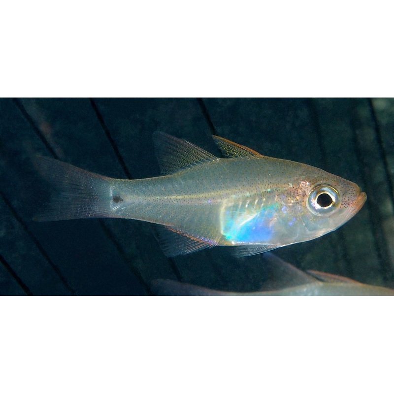 Cardinalfish - Glass Fish (Zoramia fragilis)