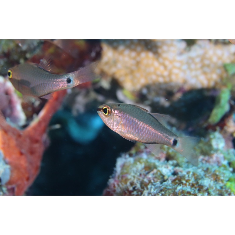 Cardinalfish - Spotnape (Ostorhinchus jenkinsi)