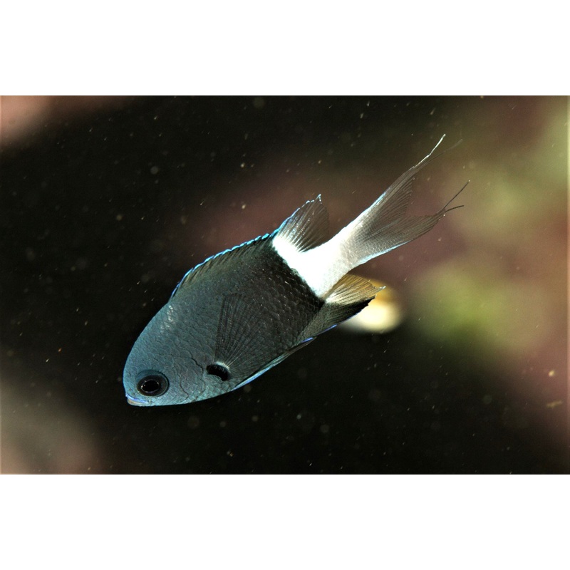 Chromis - BiColour (chromis margaritifer)