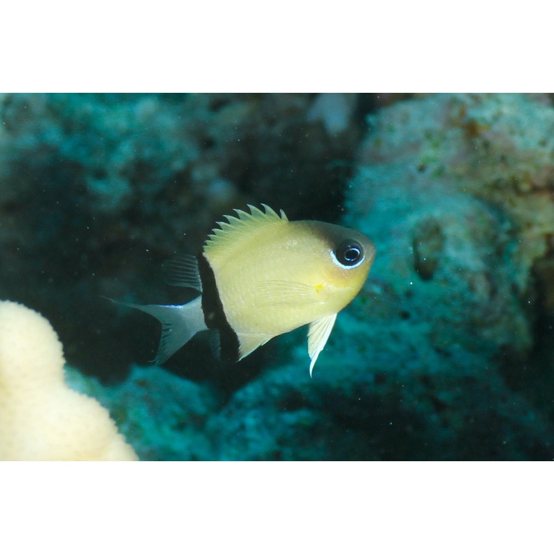 Chromis - Black Bar (Chromis retrofasciata)