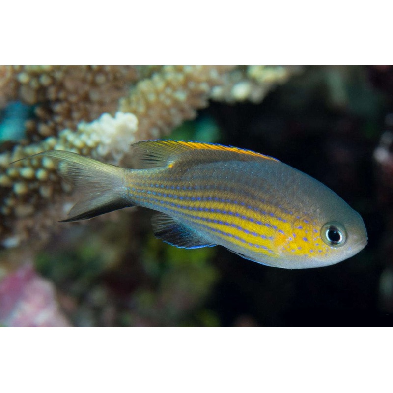 Chromis - Vanderbilt's (Chromis vanderbilti)