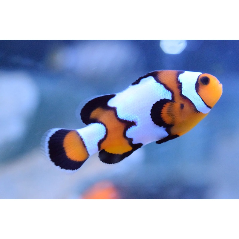 Clownfish - Black Ice (Amphirion Ocellaris) PAIR *Captive Bred*