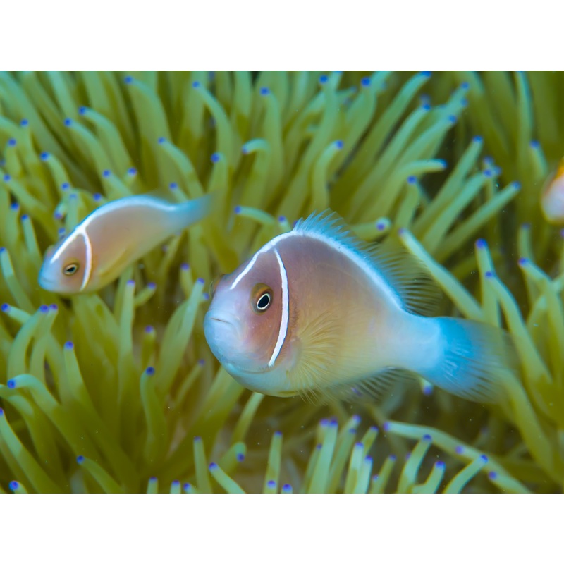 Clownfish - Pink Skunk (Amphiprion perideraion)