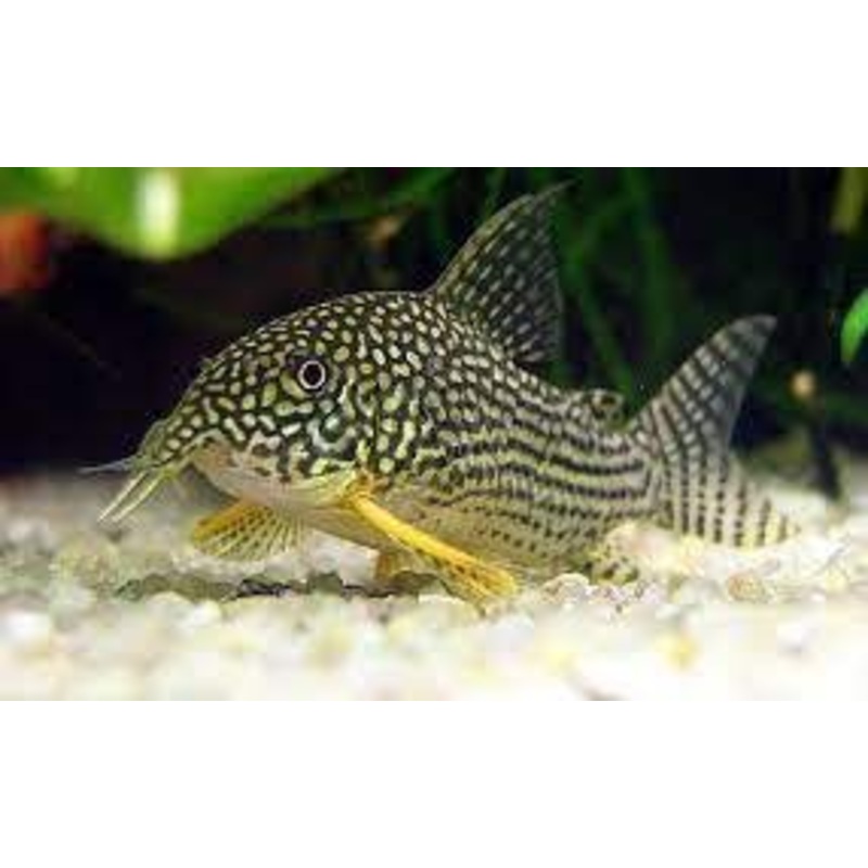 Corydora - Sterbai (Corydoras sterbai)