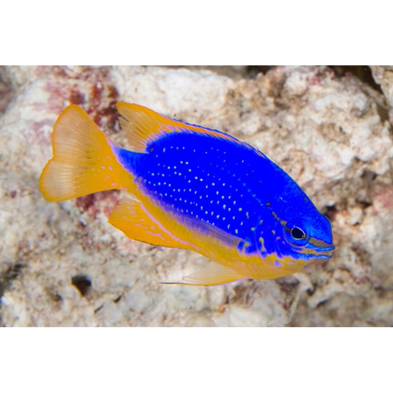 Damselfish - Fijian (Chrysiptera taupou)